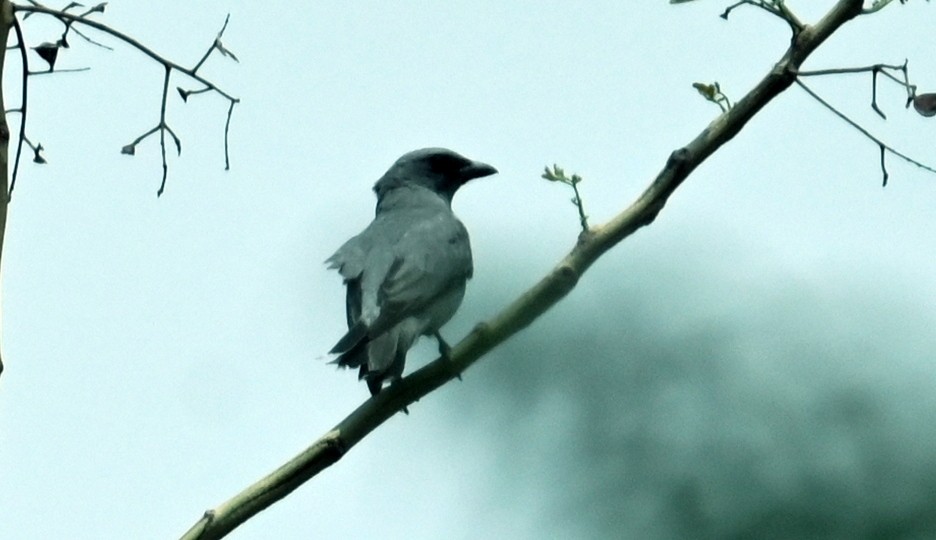 Oriental Cuckooshrike - ML637541522