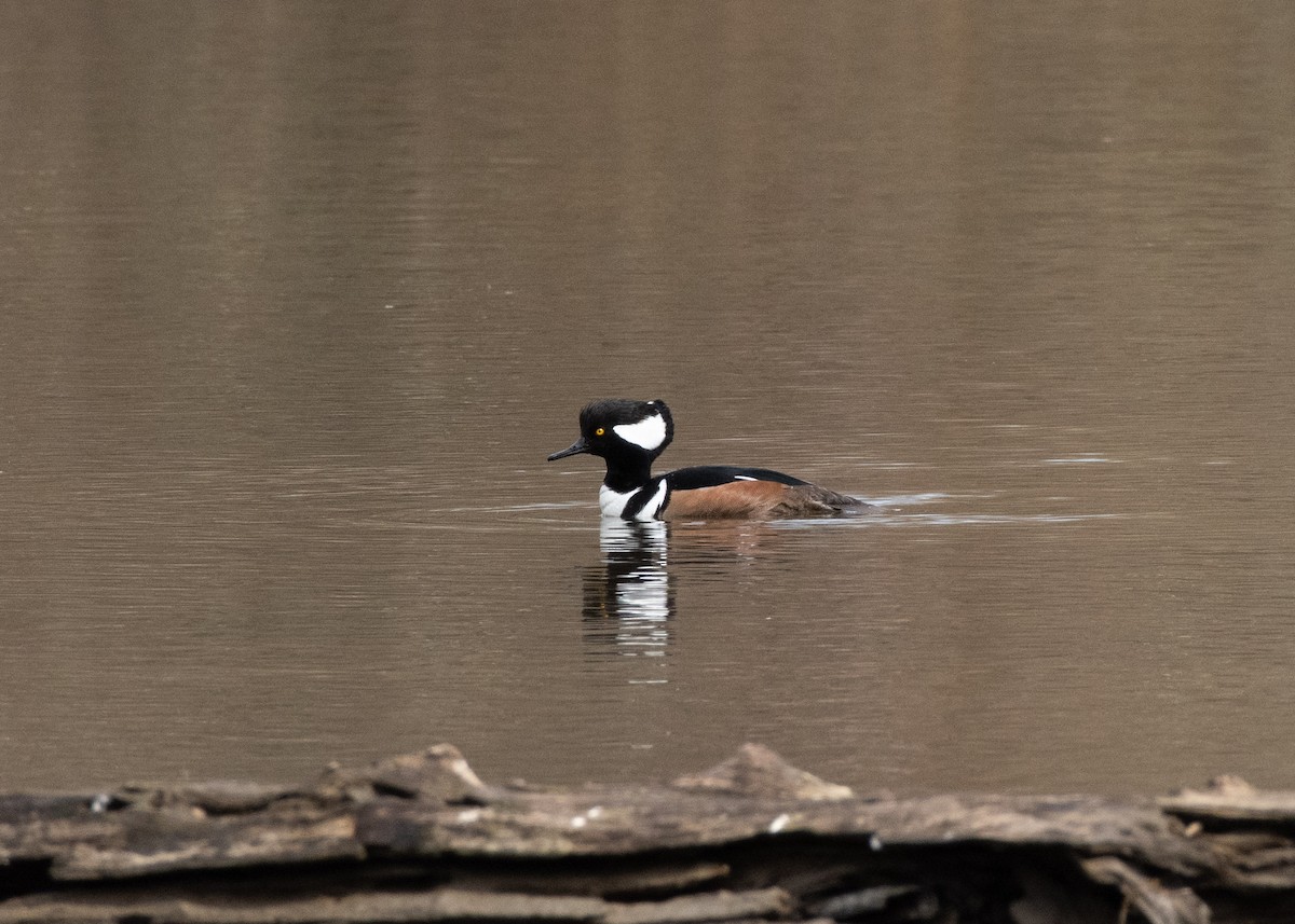 Hooded Merganser - ML637541530