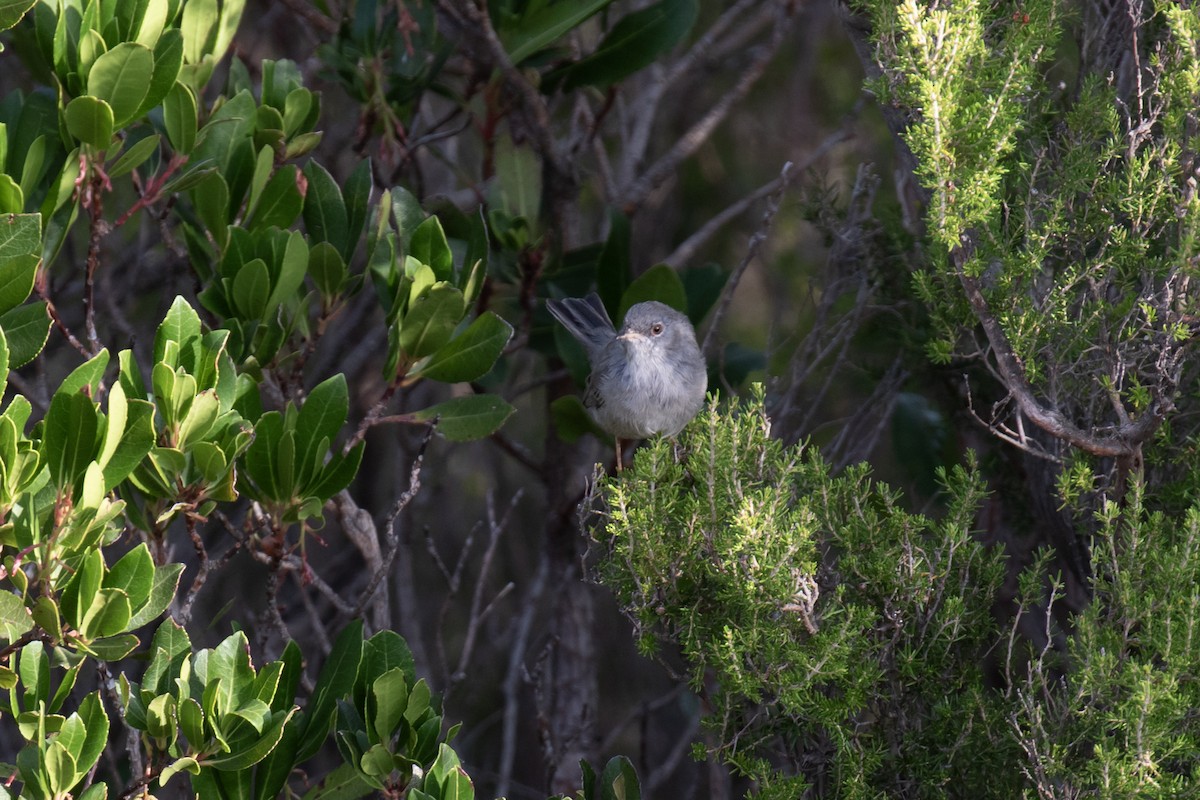 Marmora's Warbler - ML637541558