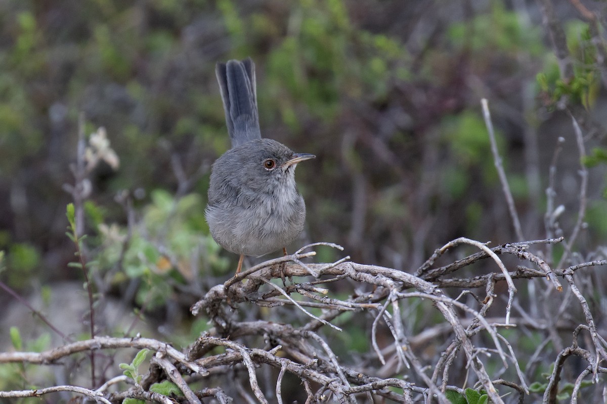 Marmora's Warbler - ML637541559