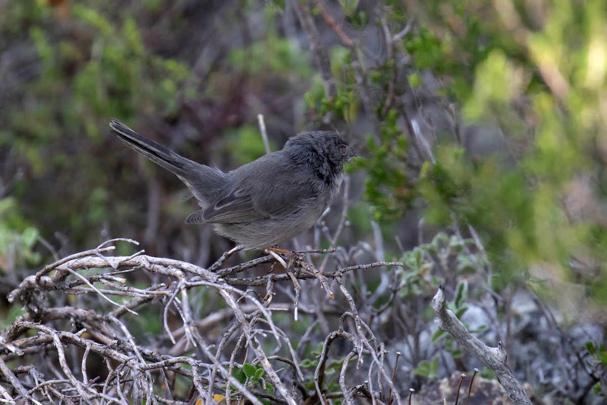 Marmora's Warbler - ML637541560