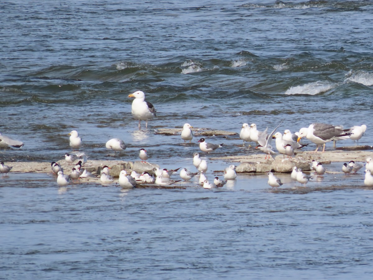 American Herring x Great Black-backed Gull (hybrid) - ML637541572