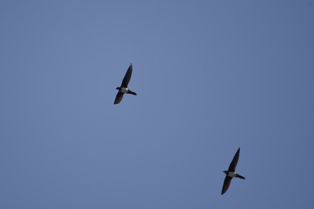 Alpine Swift - ML637541650