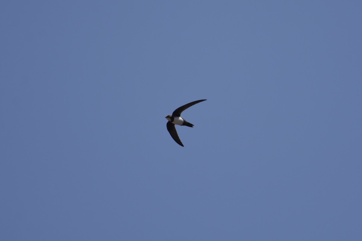 Alpine Swift - ML637541652