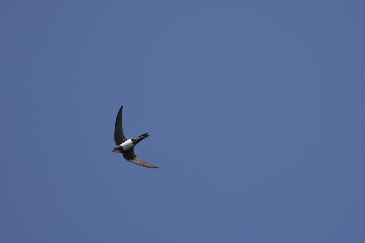 Alpine Swift - ML637541654