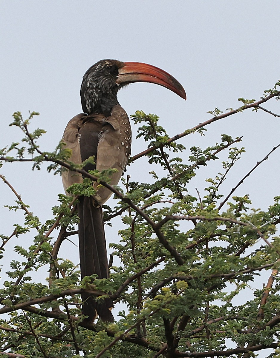 Monteiro's Hornbill - ML637541704