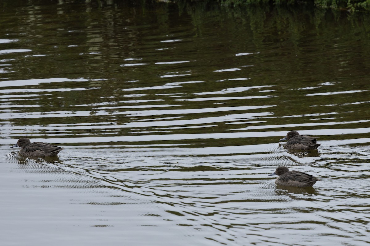 Andean Teal (Merida) - ML637541706