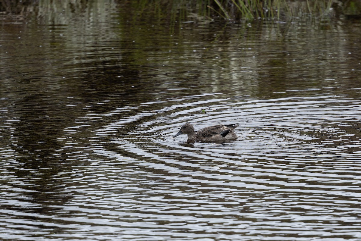 Andean Teal (Merida) - ML637541708