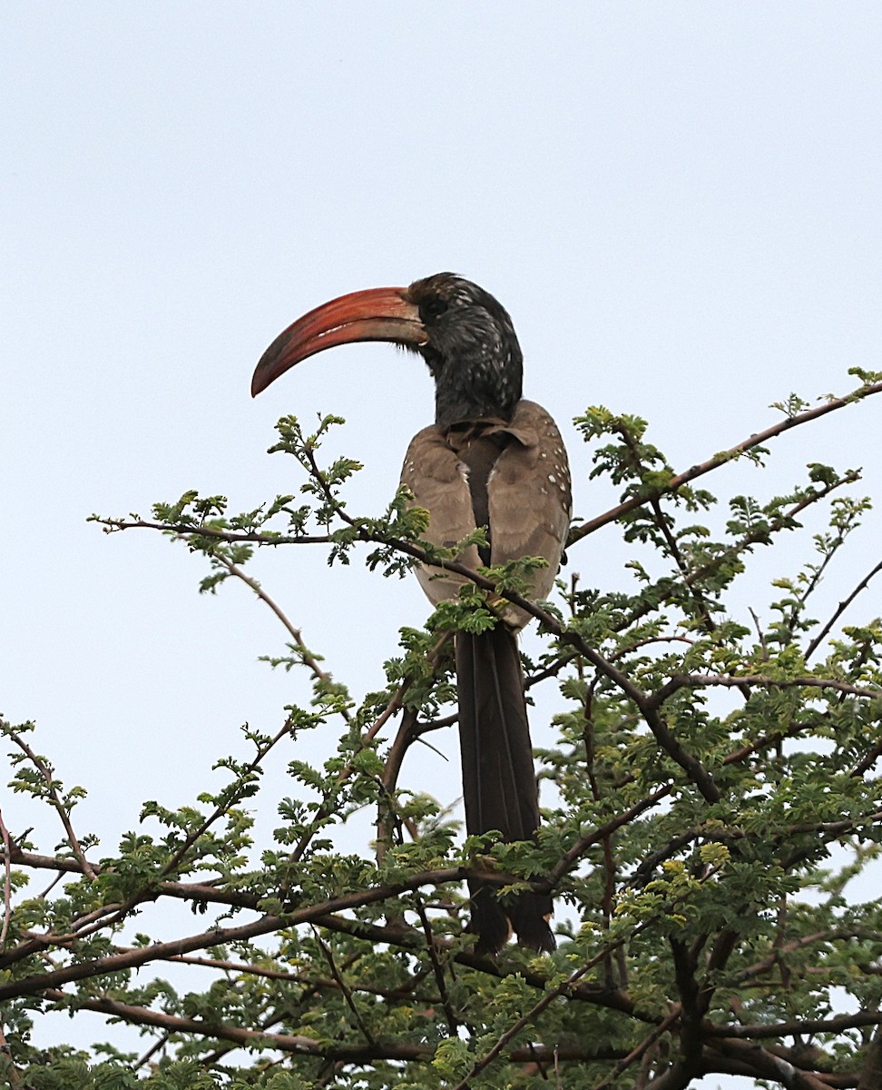 Monteiro's Hornbill - ML637541709
