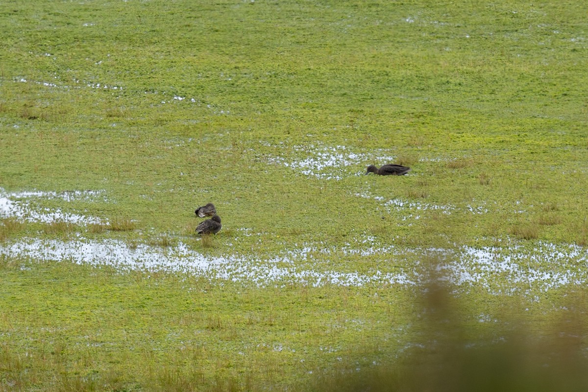 Andean Teal (Merida) - ML637541710