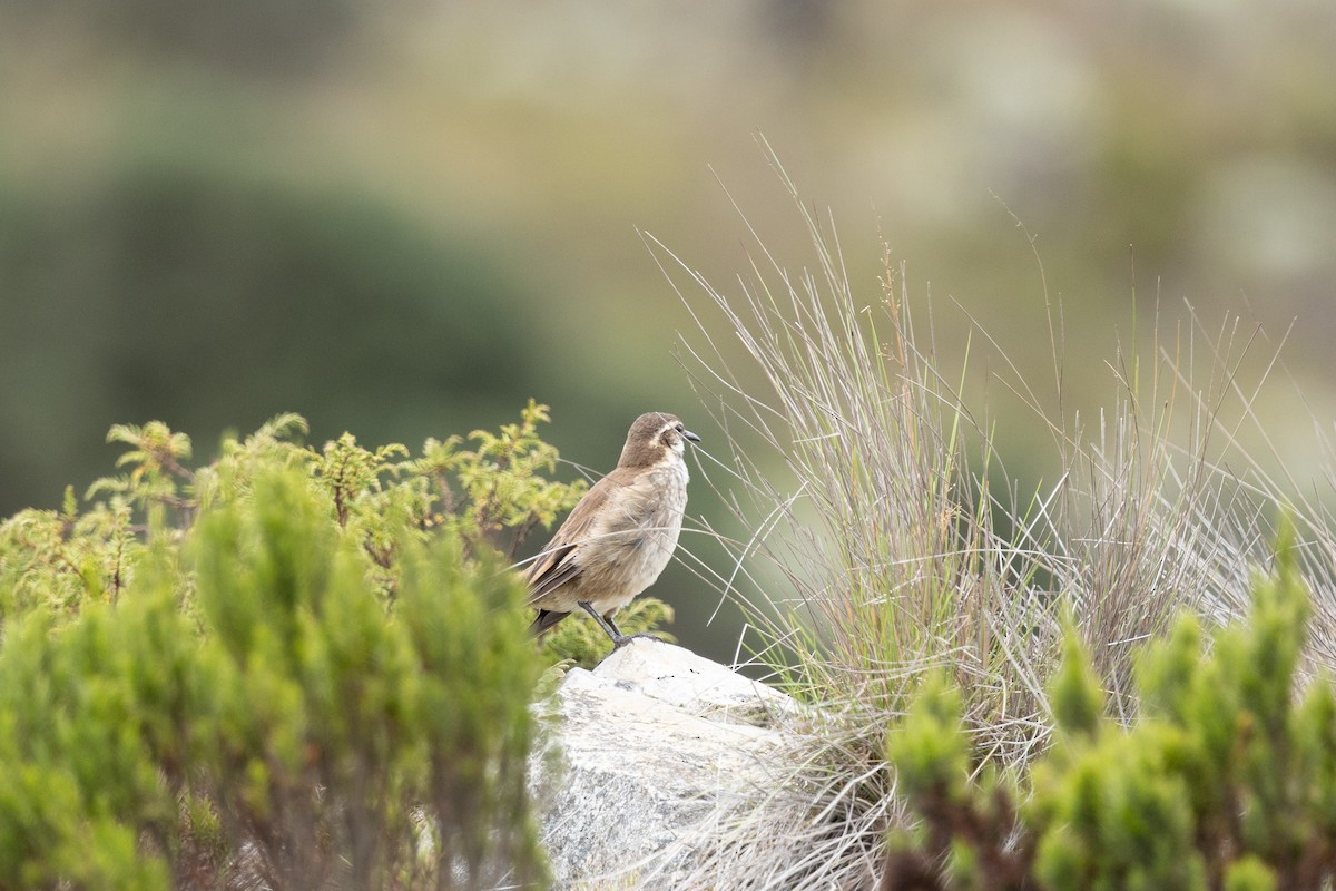 Chestnut-winged Cinclodes - ML637541733