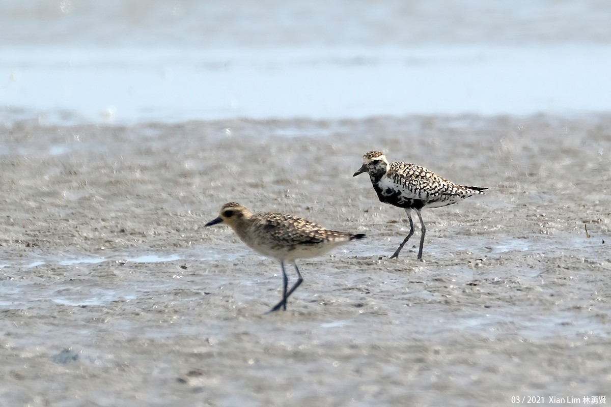 Pacific Golden-Plover - ML637541741