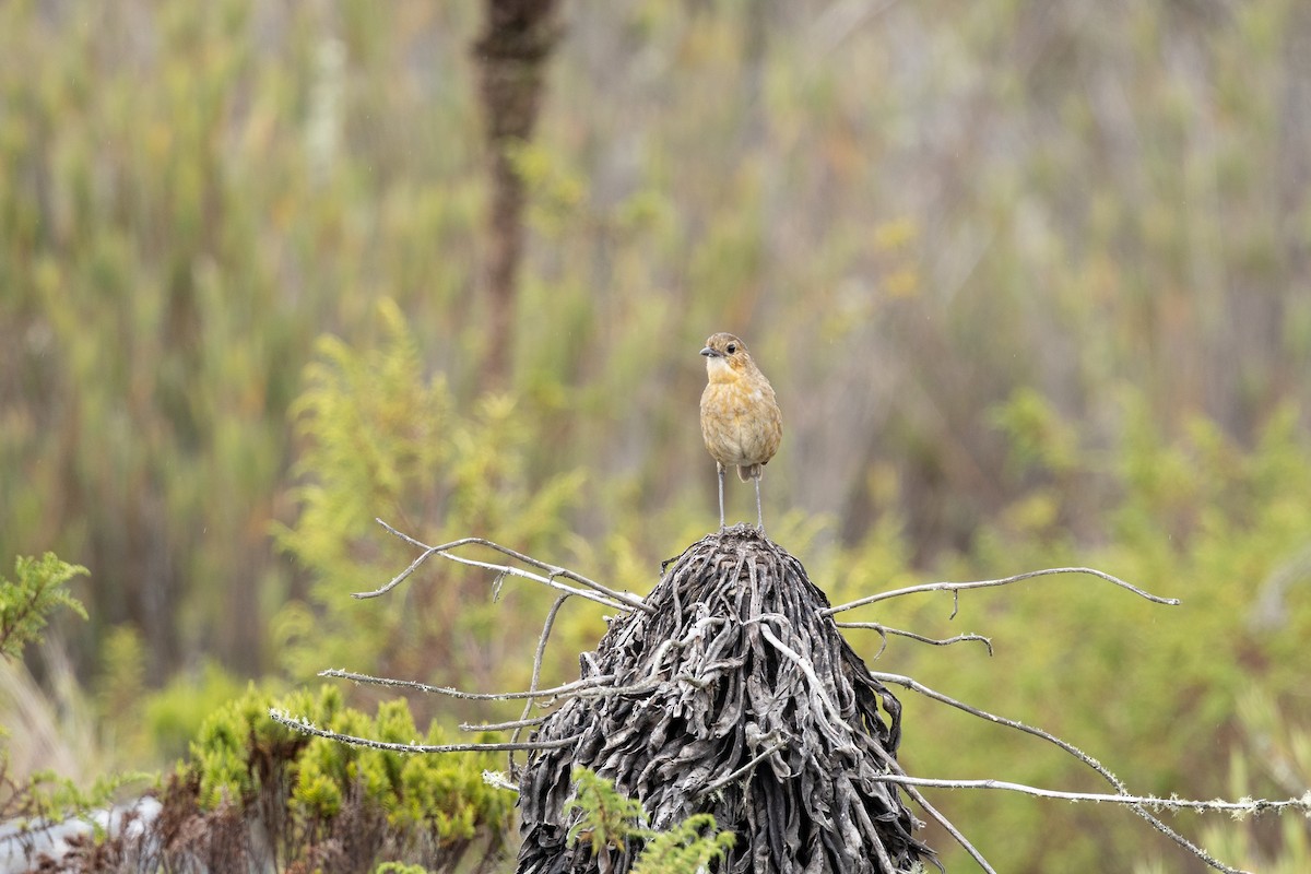 Boyaca Antpitta - ML637541747