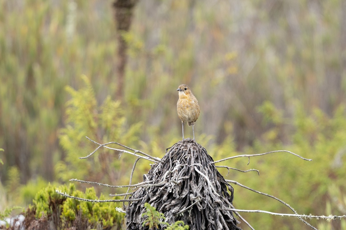 Boyaca Antpitta - ML637541748