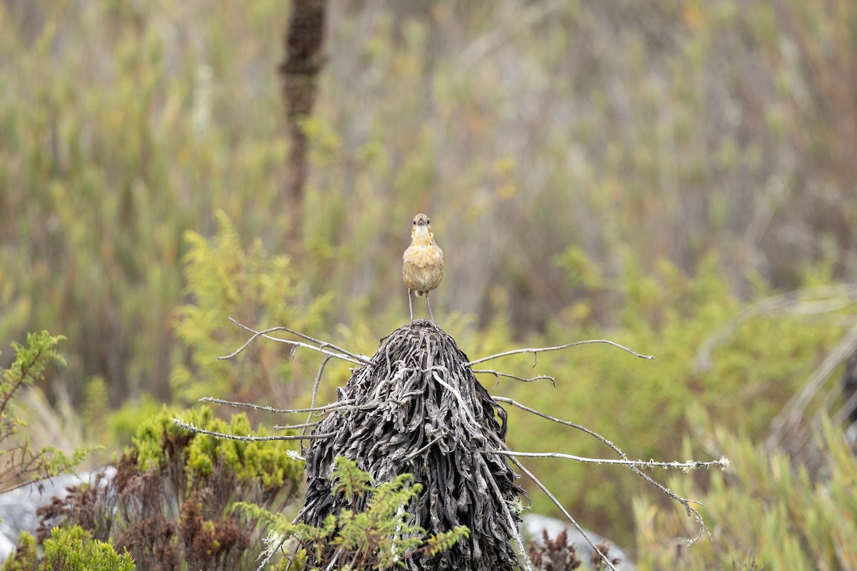 Boyaca Antpitta - ML637541749