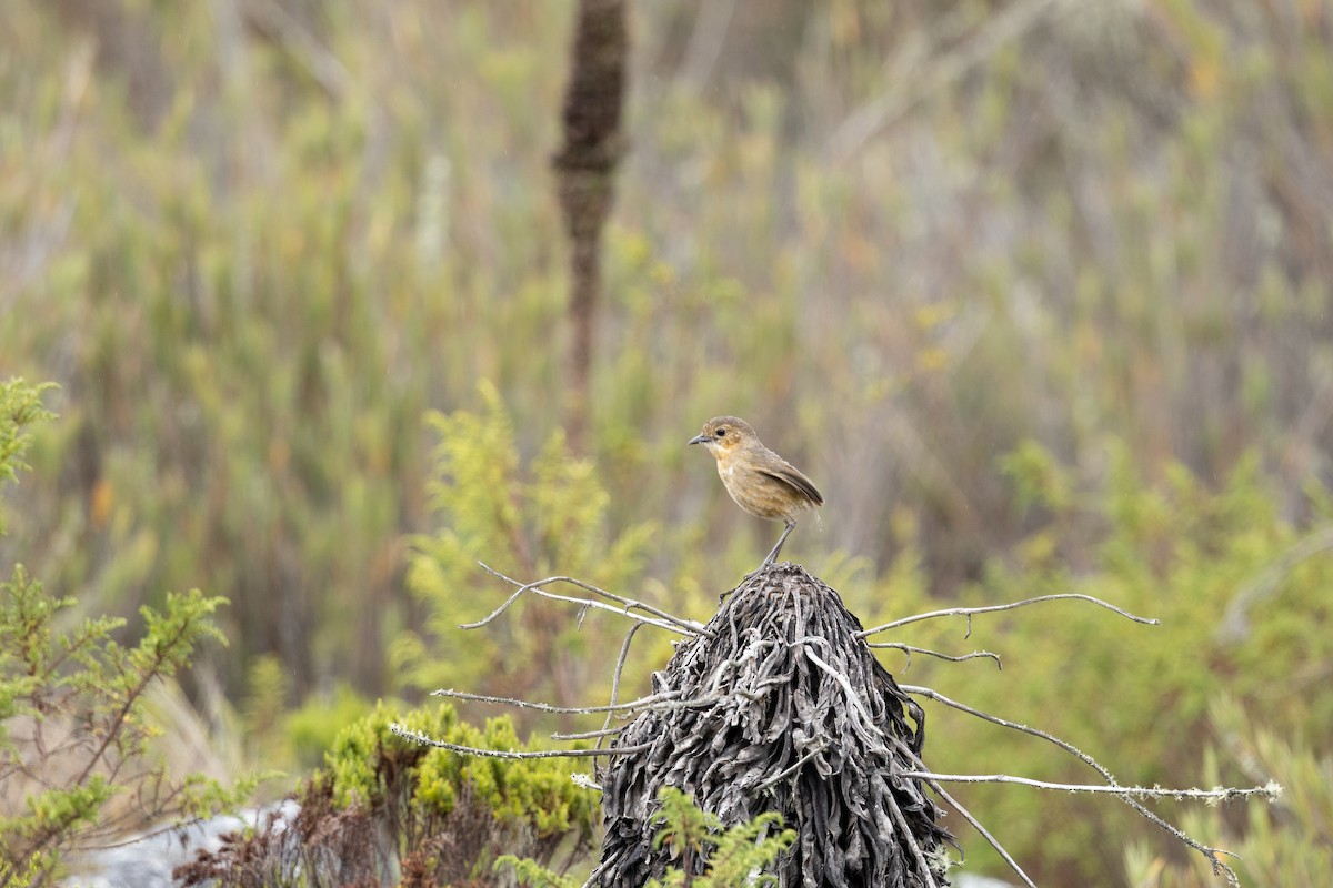 Boyaca Antpitta - ML637541766