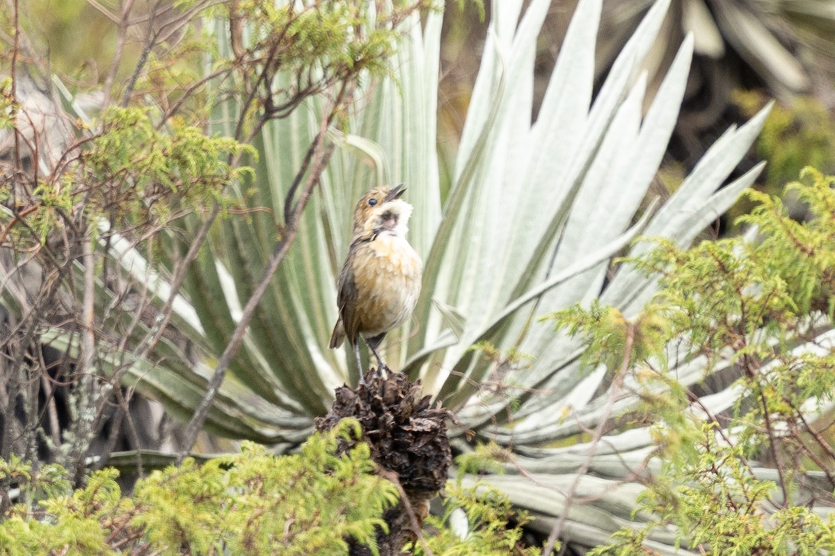 Boyaca Antpitta - ML637541769