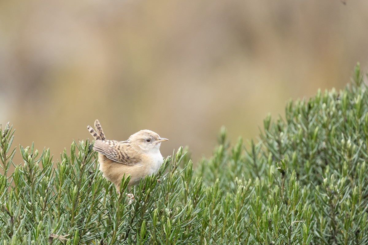 Apolinar's Wren - ML637541780