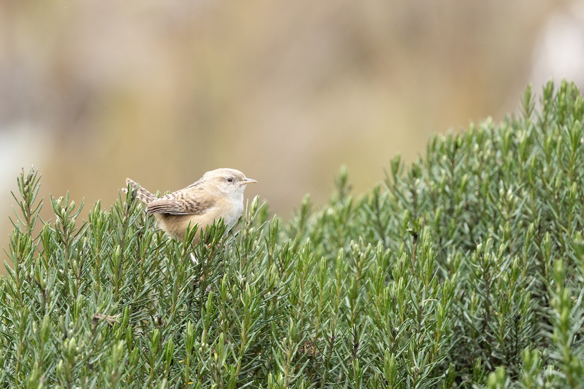 Apolinar's Wren - ML637541782