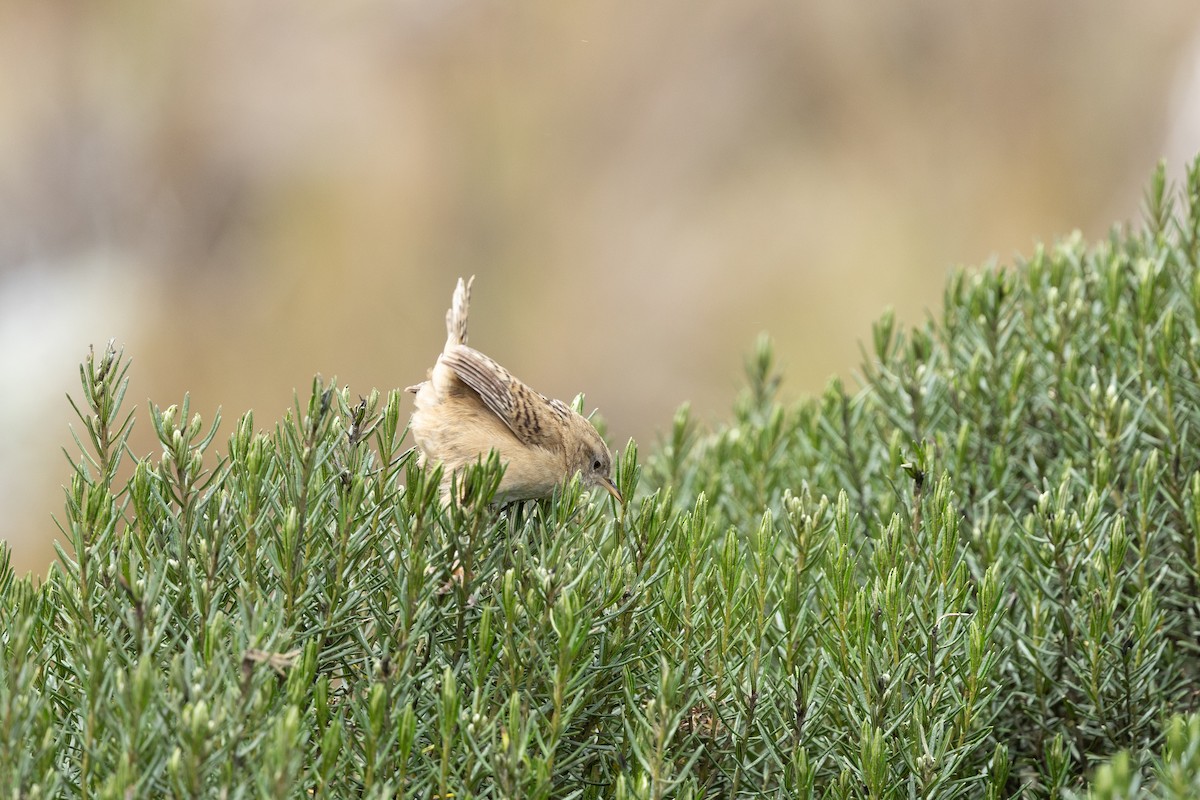 Apolinar's Wren - ML637541783