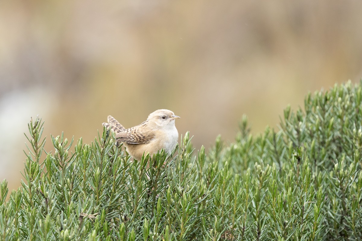 Apolinar's Wren - ML637541787