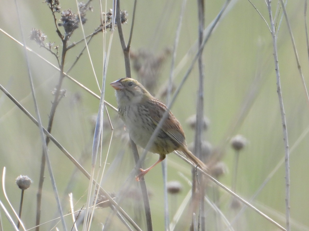 Henslow's Sparrow - ML637541794