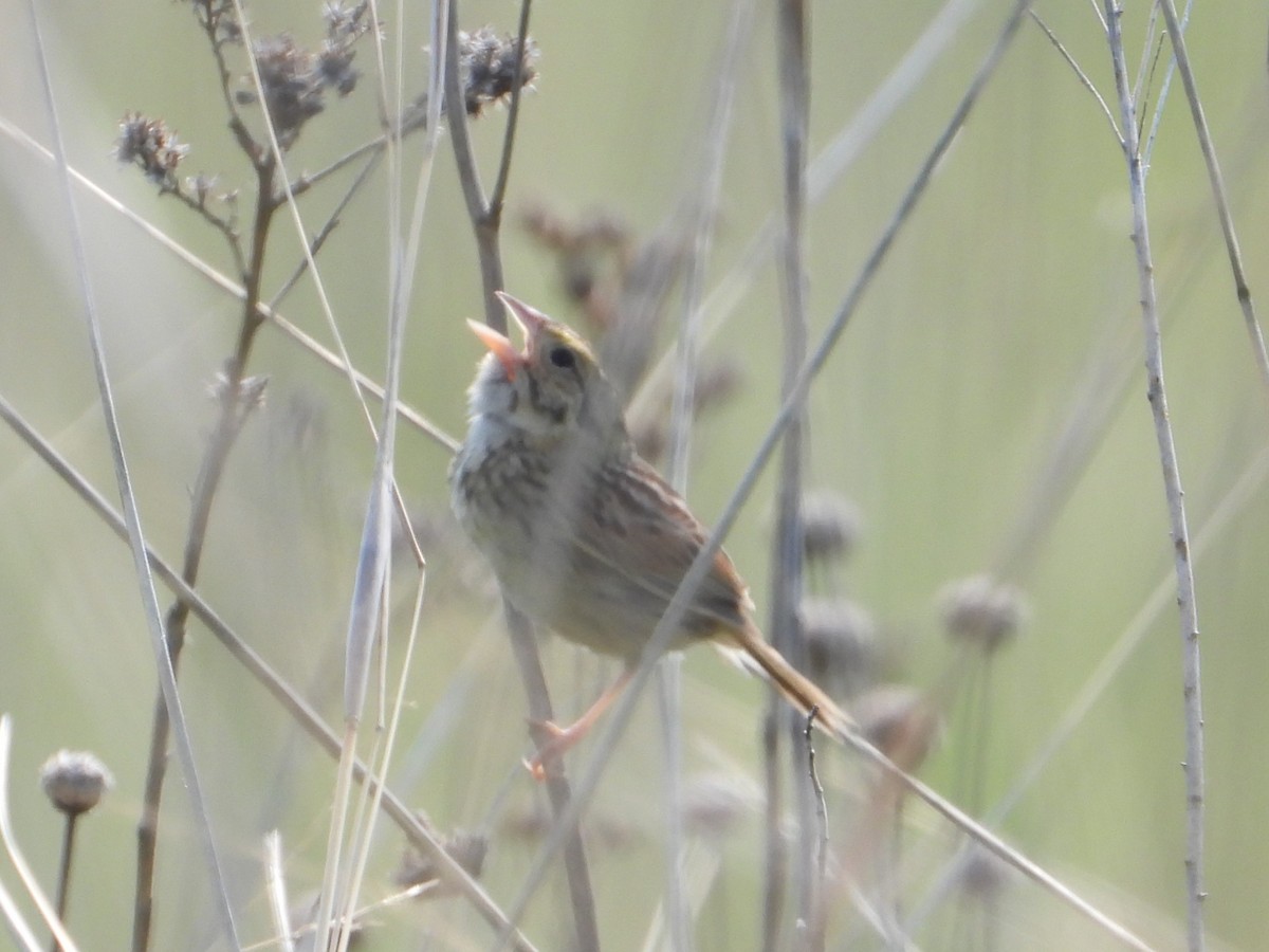 Henslow's Sparrow - ML637541811