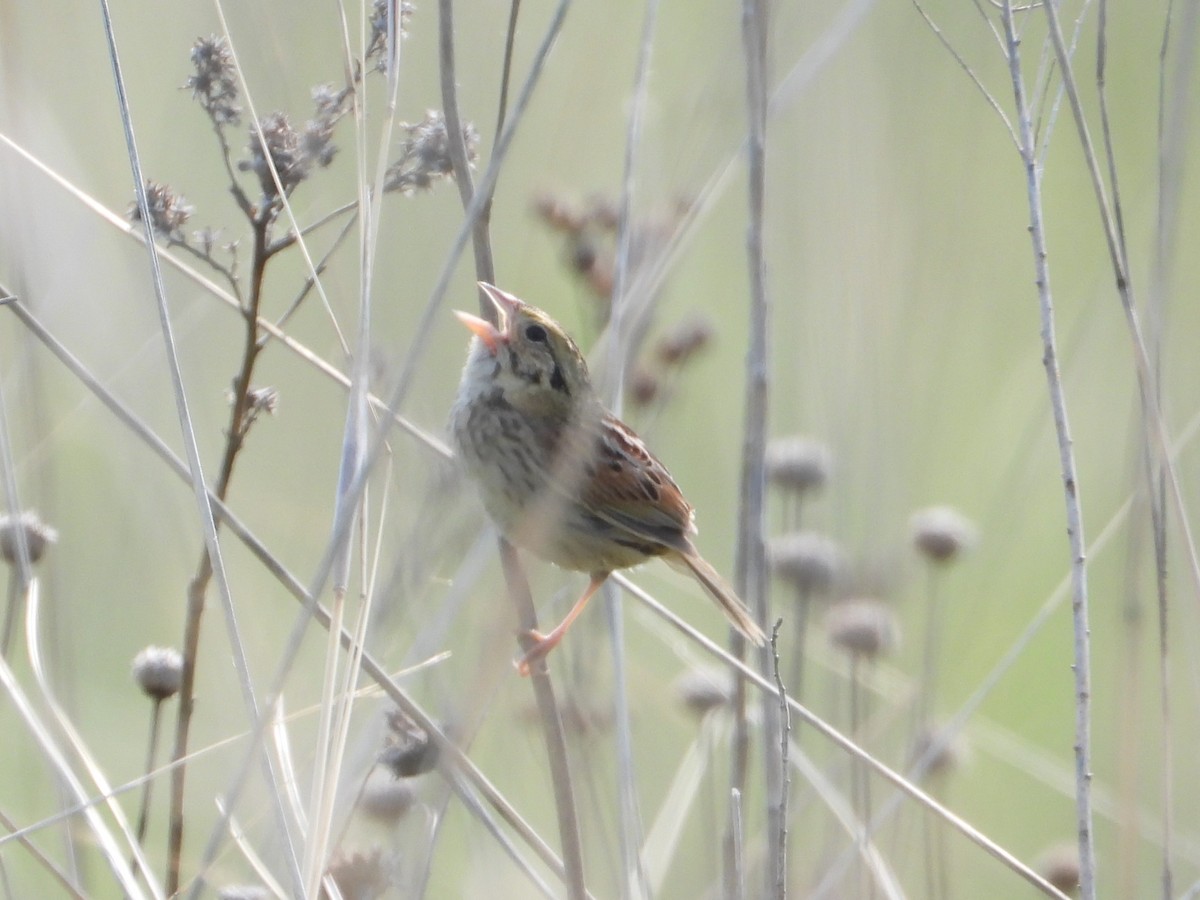 Henslow's Sparrow - ML637541812