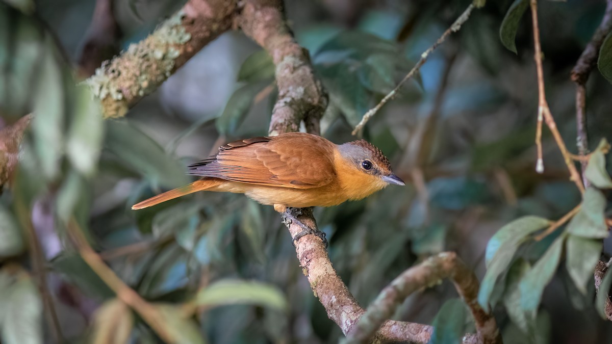 Chestnut-crowned Becard - ML637541838