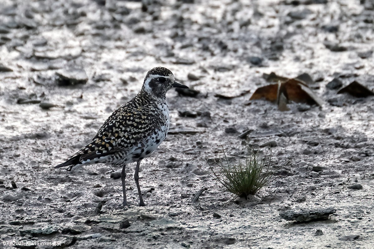 Pacific Golden-Plover - ML637541847