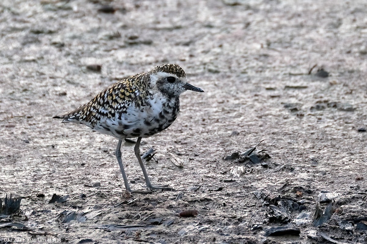 Pacific Golden-Plover - ML637541848