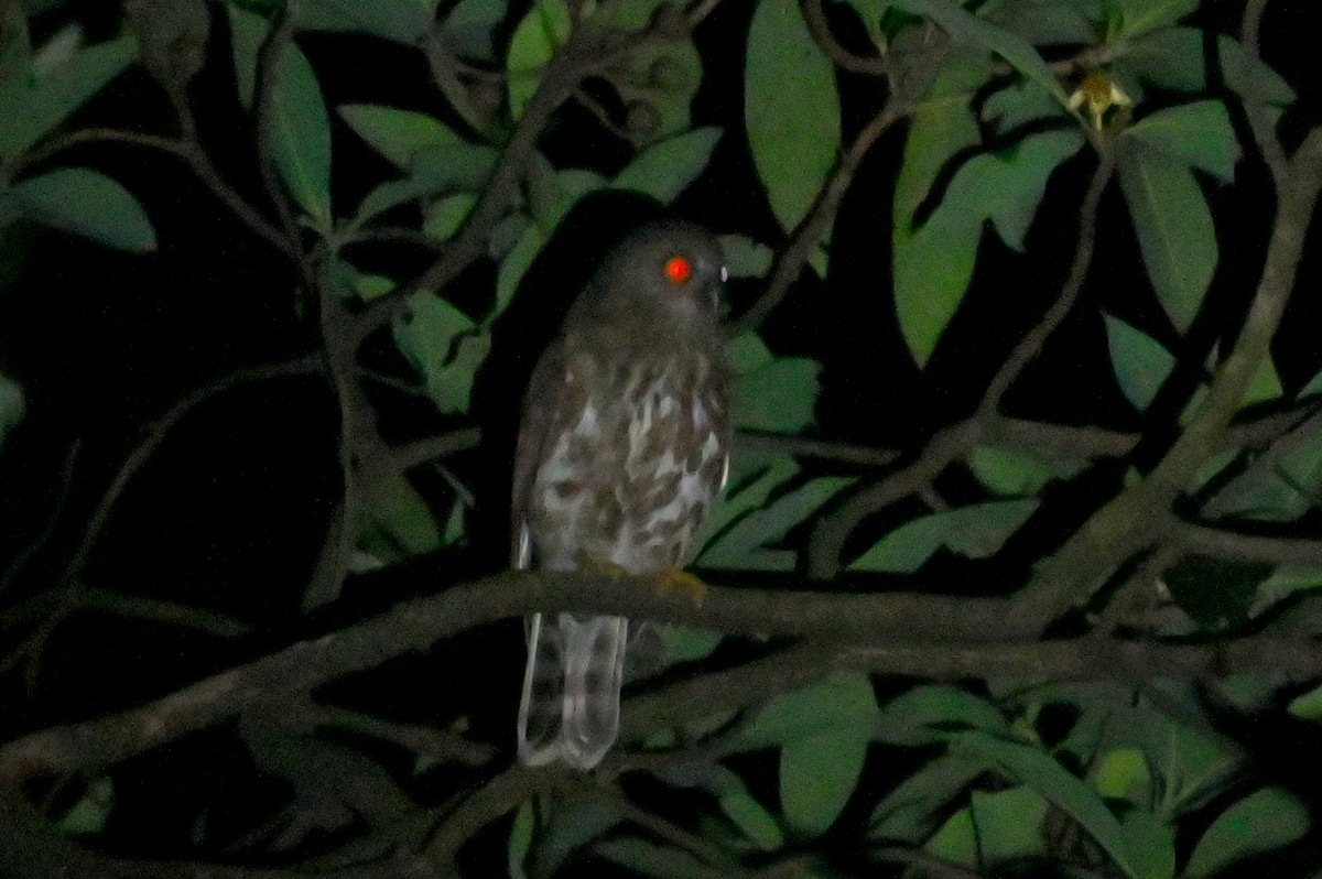 Brown Boobook - ML637541852