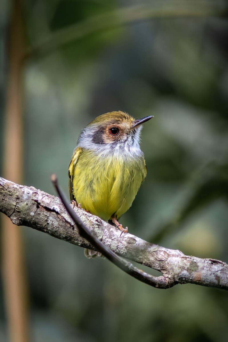 Eared Pygmy-Tyrant - ML637541859