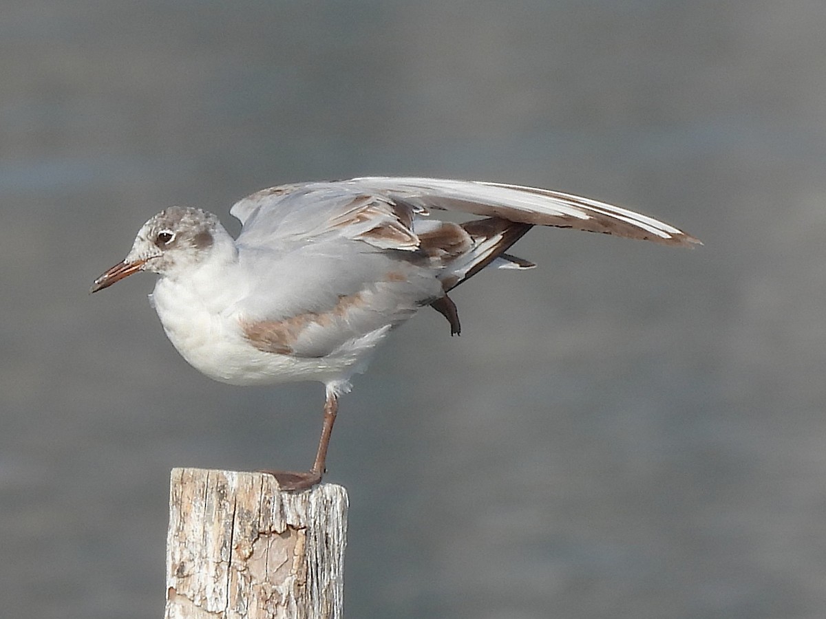 Black-headed Gull - ML637541914