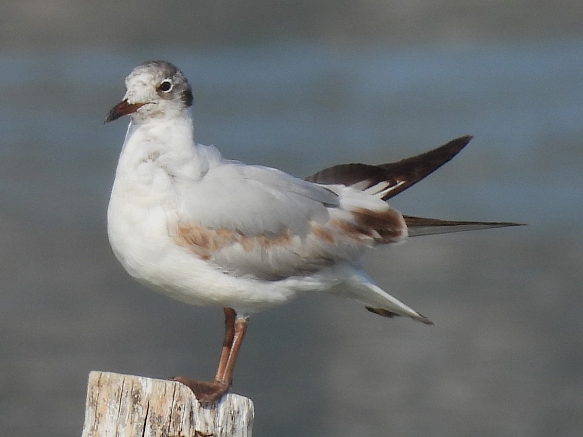 Black-headed Gull - ML637541915