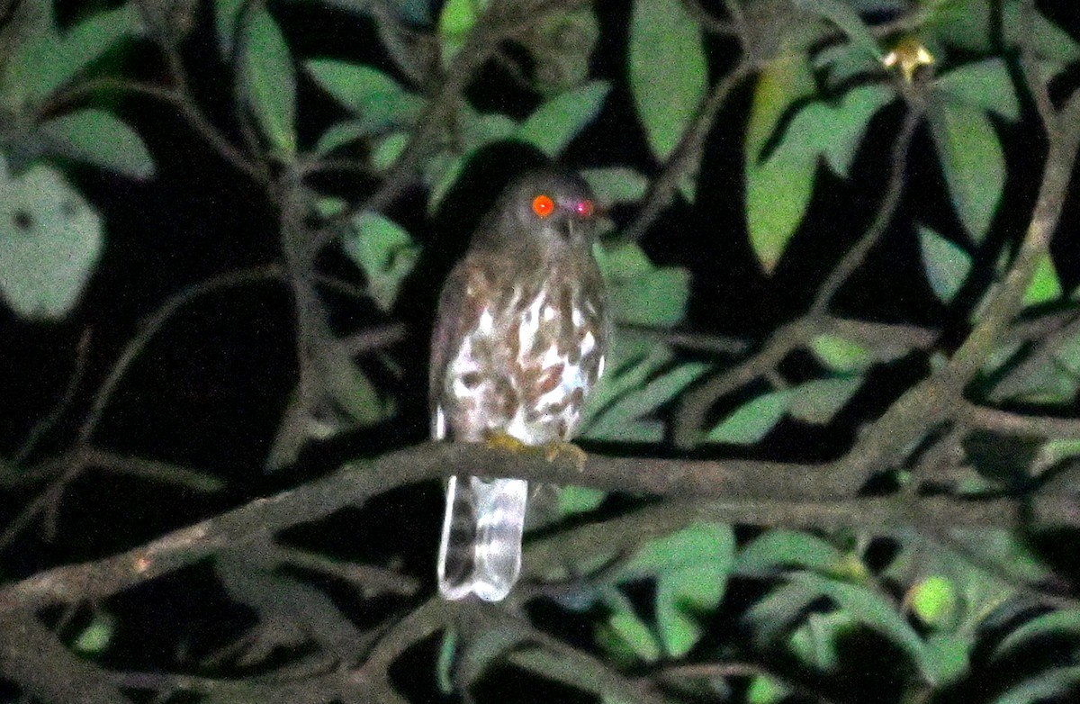 Brown Boobook - ML637541928