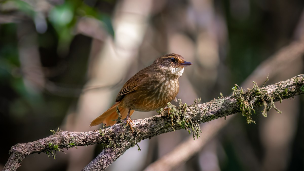 Buff-browed Foliage-gleaner - ML637541929