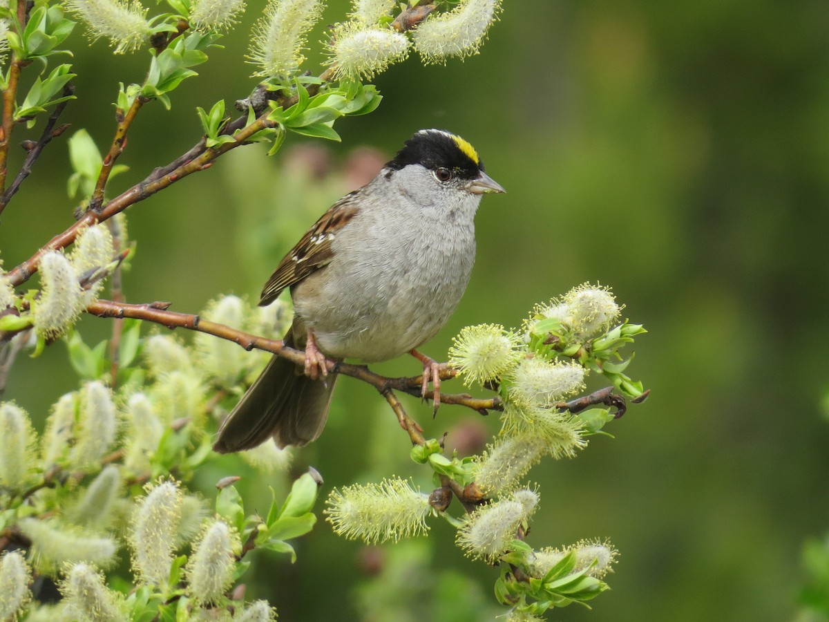 Golden-crowned Sparrow - ML637541947