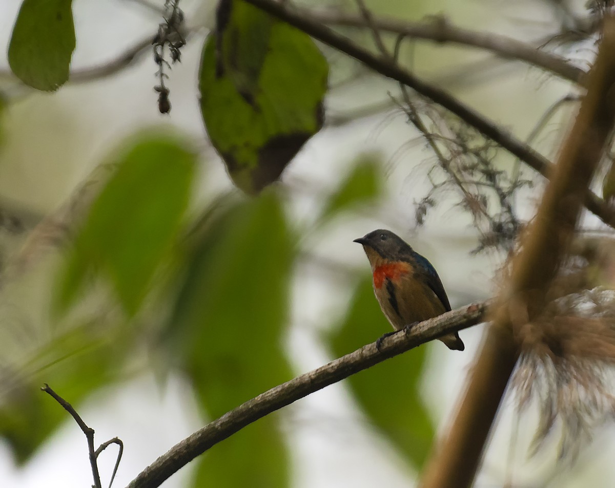 Fire-breasted Flowerpecker - ML637542017