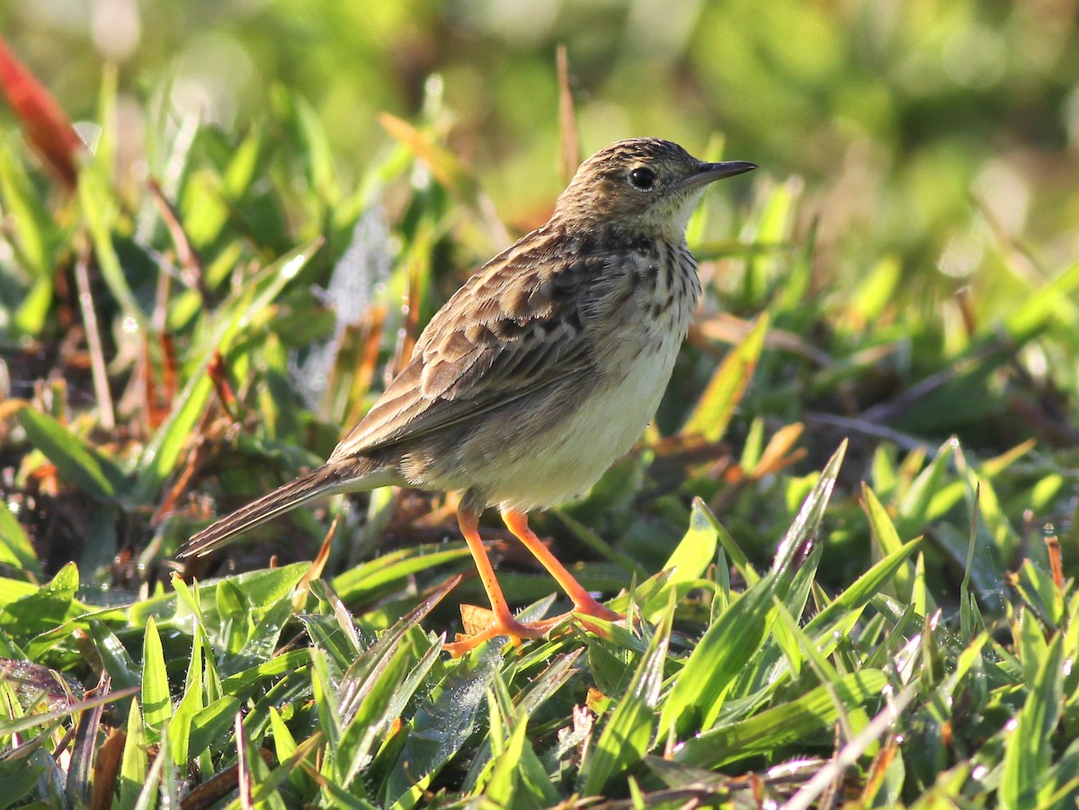 Yellowish Pipit - ML637542033