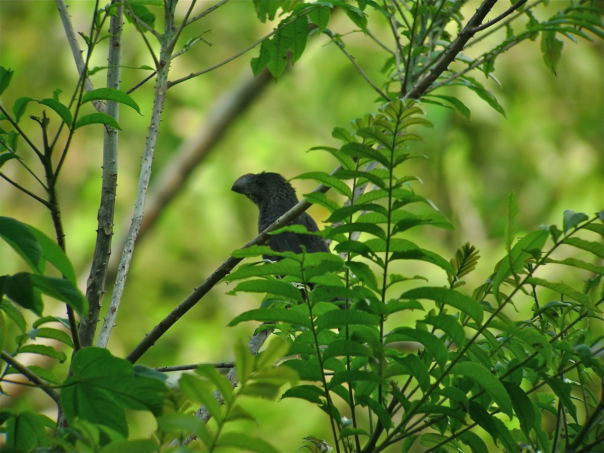 Smooth-billed Ani - ML637542034