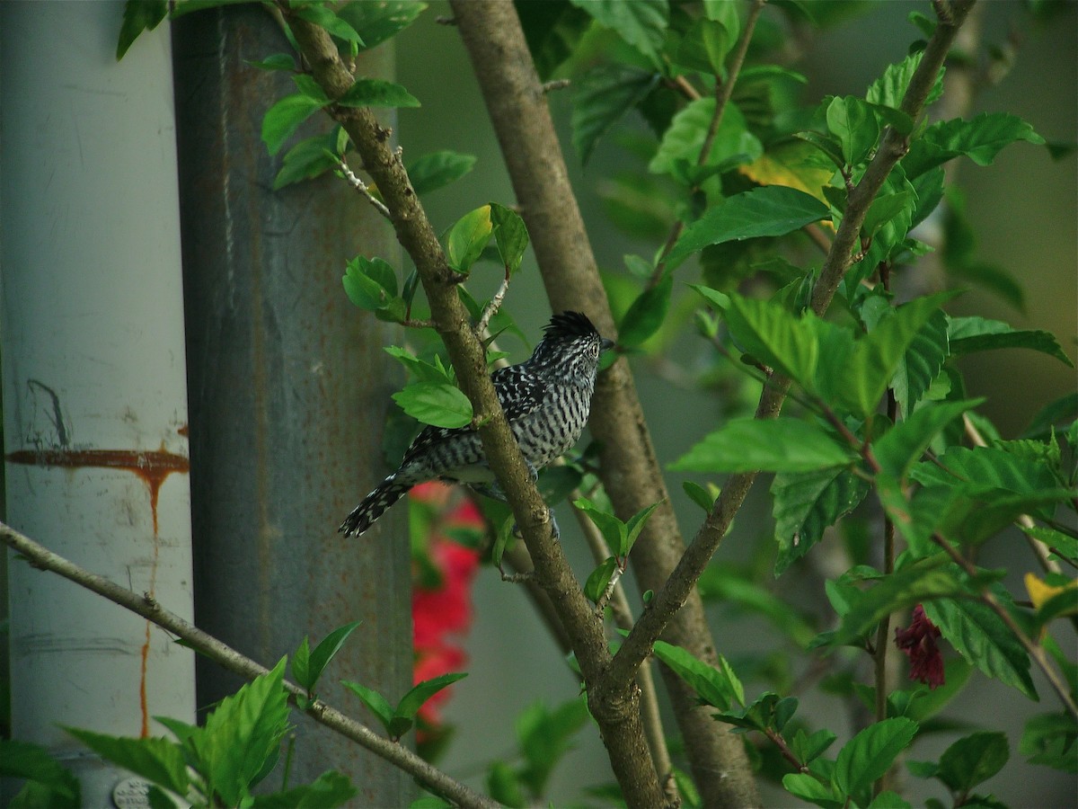 Barred Antshrike (Barred) - ML637542056