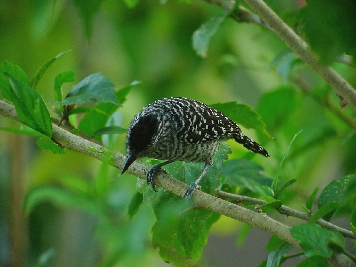 Barred Antshrike (Barred) - ML637542058