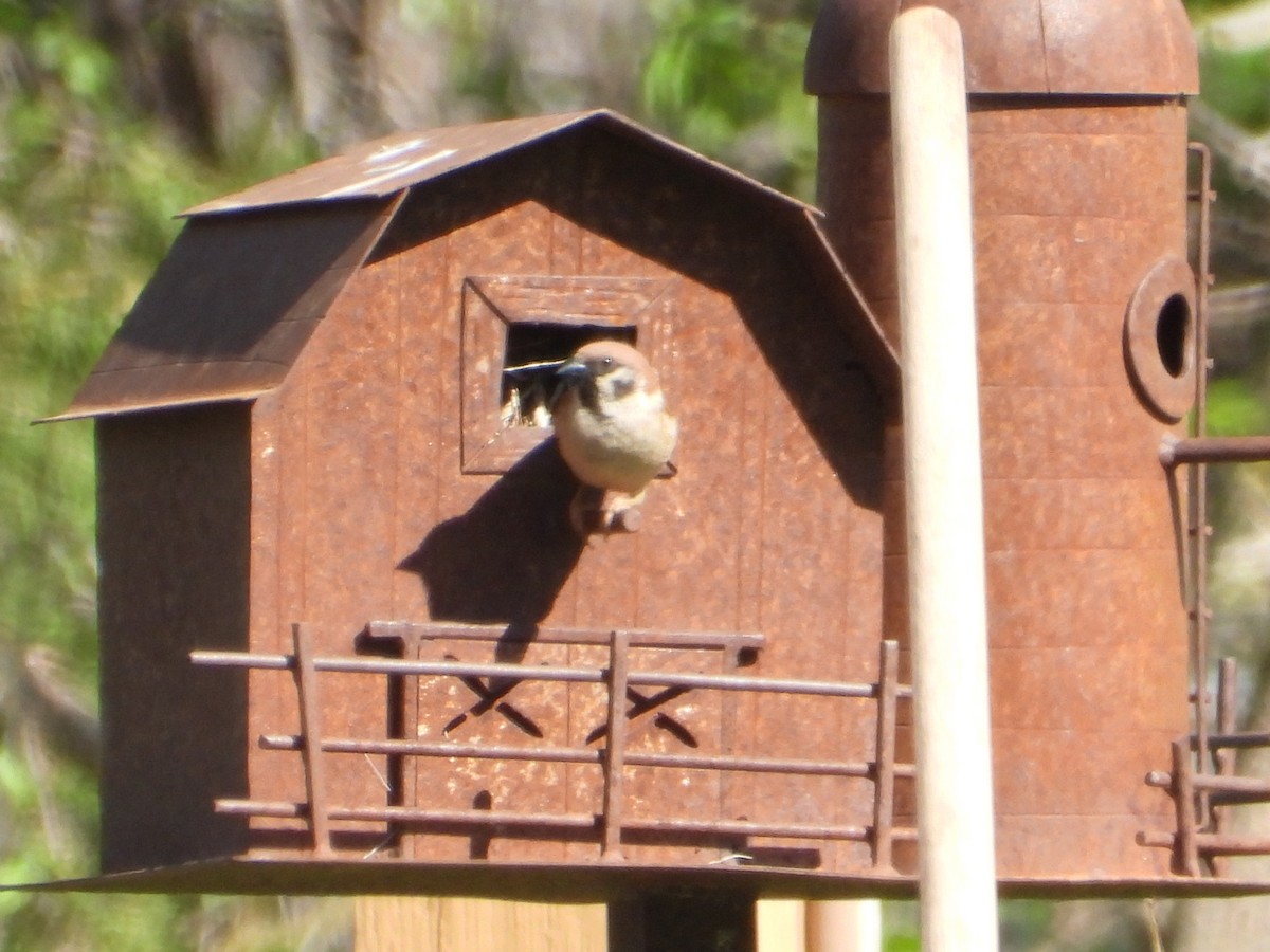 Eurasian Tree Sparrow - ML637542099