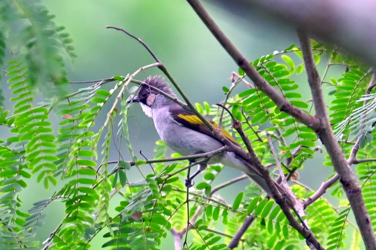 Ashy Bulbul - ML637542152