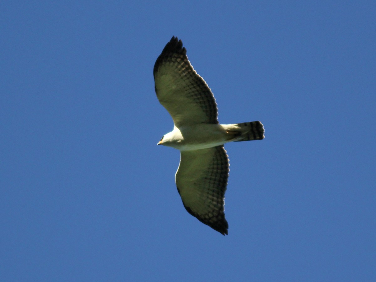 Black-and-white Hawk-Eagle - ML637542163