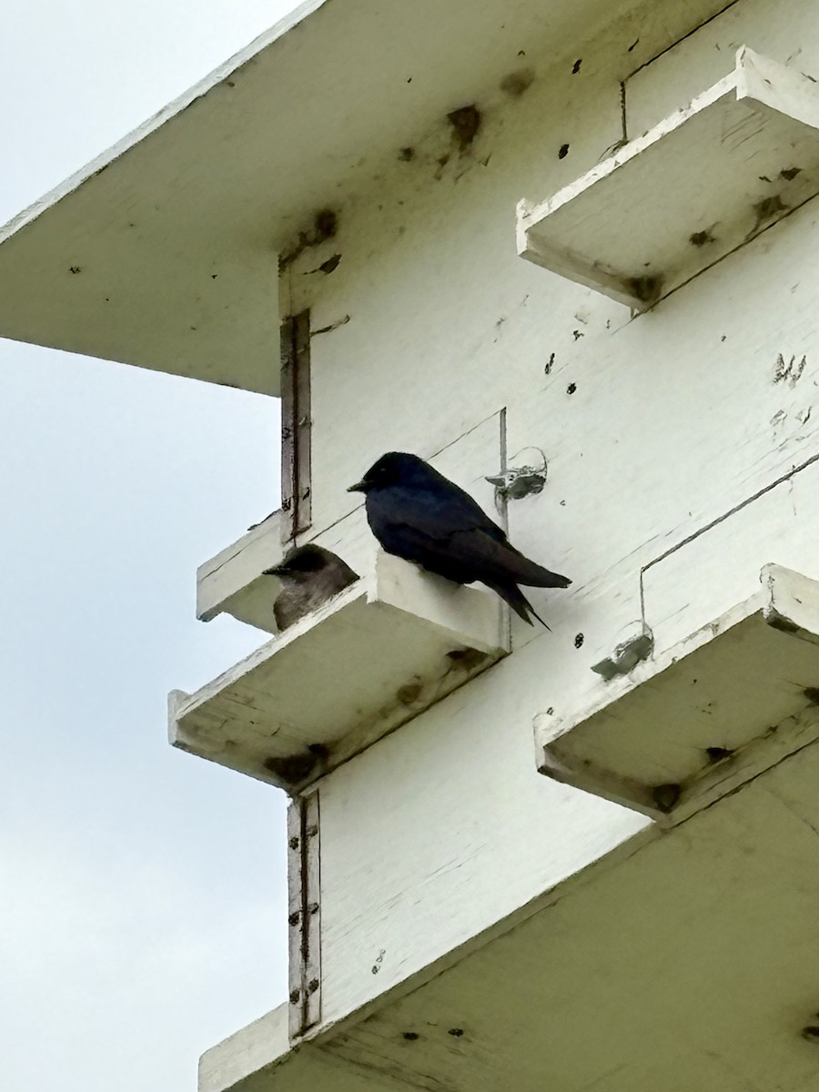Purple Martin - ML637542187