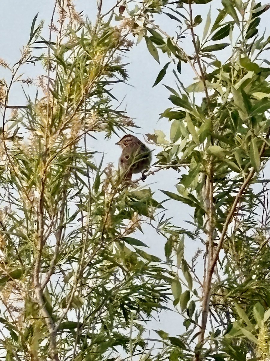 Clay-colored Sparrow - ML637542195