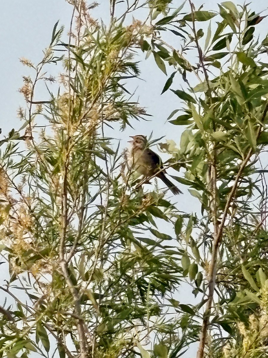 Clay-colored Sparrow - ML637542196