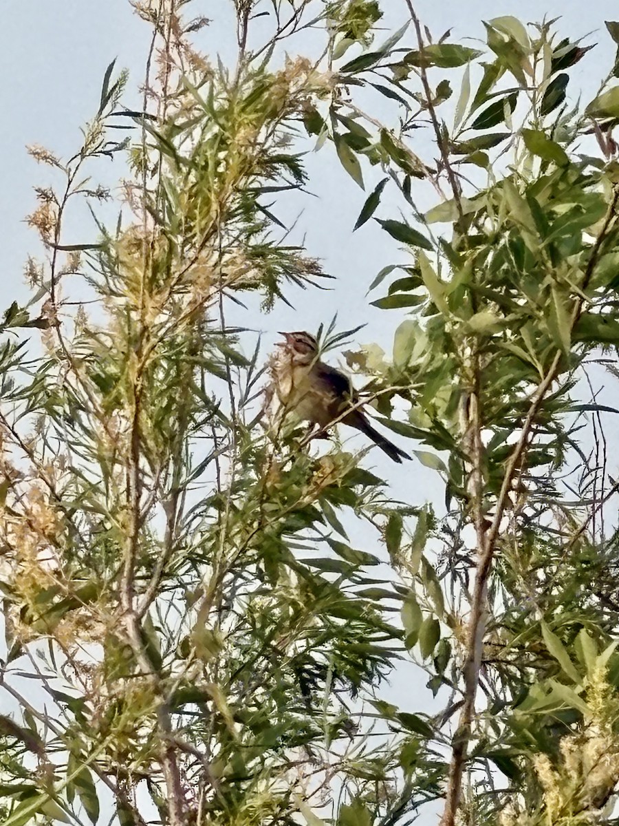 Clay-colored Sparrow - ML637542197